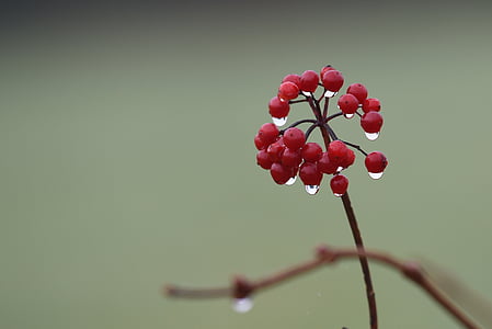 morgentau, plant, nature, close, dew, dewdrop, drop of water