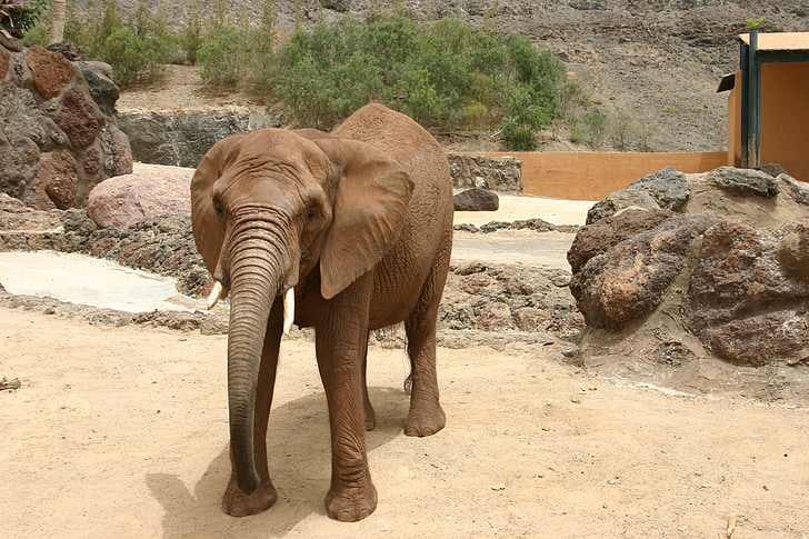 ελέφαντας, ζώο, παχύδερμο, Προβοσκίδα, Ζωολογικός Κήπος