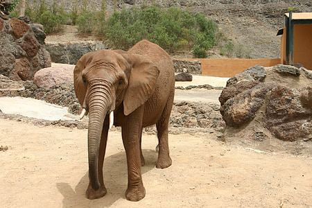 slon, zvíře, Pachyderm, Sosák, Zoo