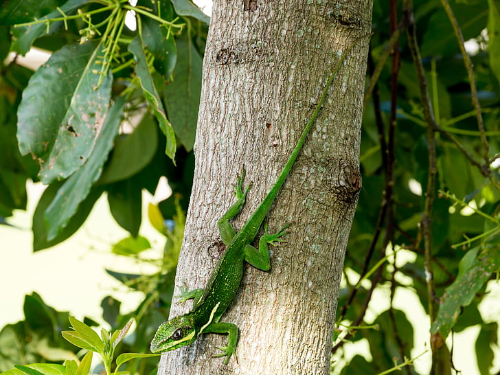 쿠바 기사 anole, 그린, 도마뱀, 이국적인, 생물, 야외에서, 파충류