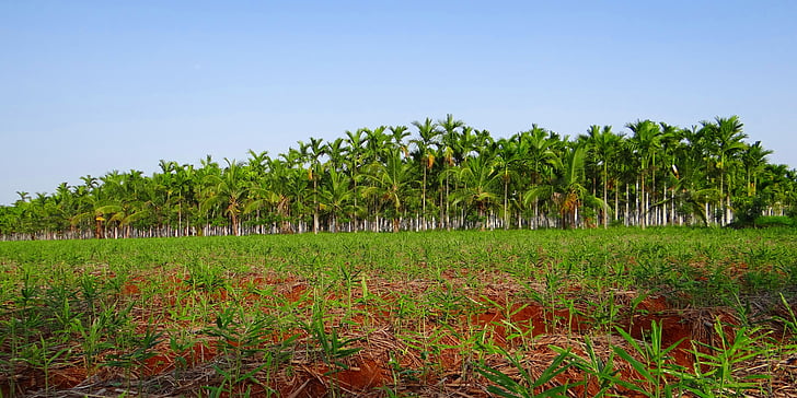 plantation, noix d’arec, palmier d’arec, cachou Areca, noix de bétel, Shimoga, Karnataka