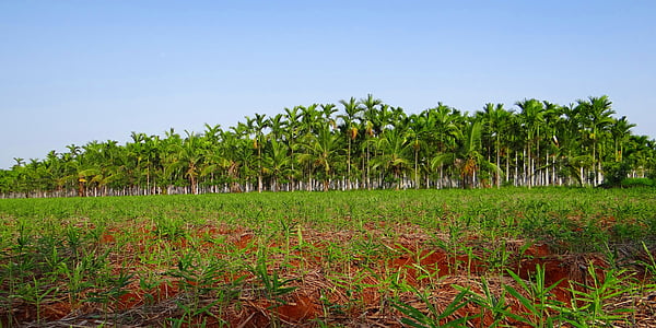 plantación de, tuerca de areca, Palma de la areca, catechu de la areca, nuez de betel, Shimoga (distrito), Karnataka