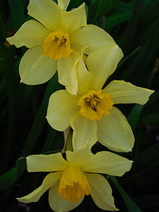 våren, Daffodil, blomma, Narcissus, grön, gul, vit