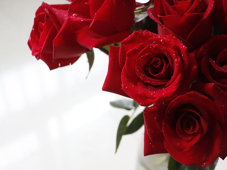 rose, red rose, valentine, flower, love, rose - Flower, red