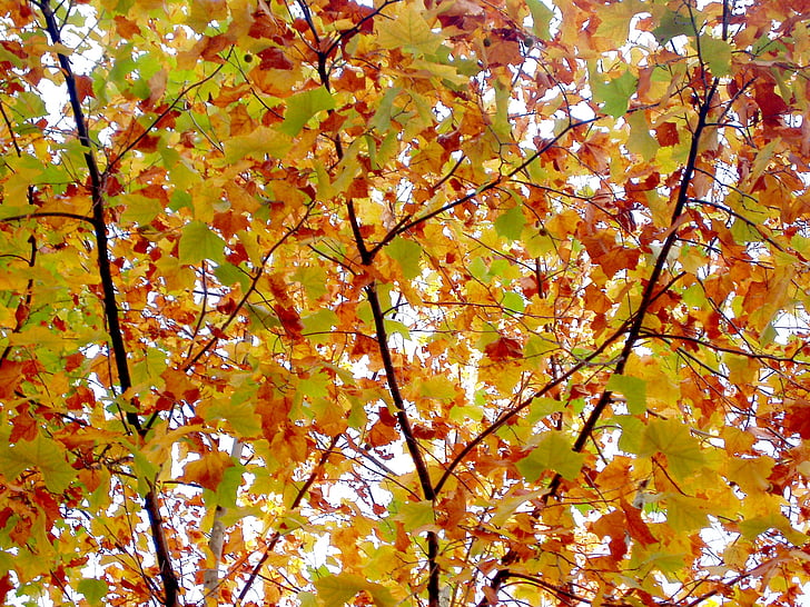 høst, Høstløv, tre, bladene, rød maple leaf