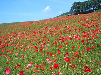 bunga, Taman bunga, merah, bidang, pertanian, adegan pedesaan, pertumbuhan
