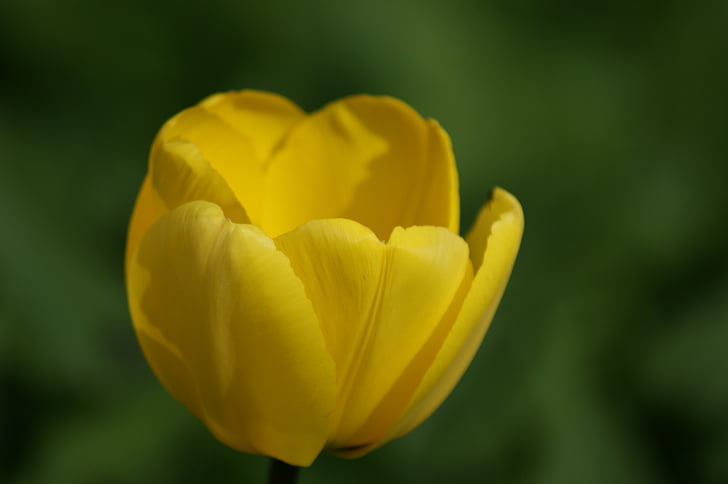 Tulipa, groc, flor, flor groga, flors, colors