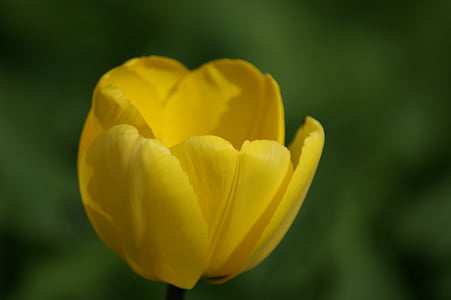 Тюльпан, желтый, цветок, желтый цветок, Цветы, красочные