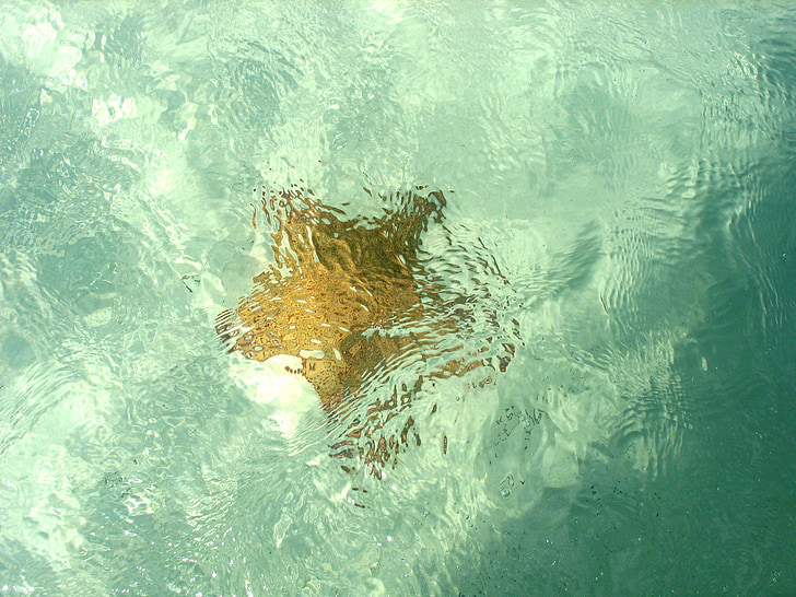зірка, Марина, під водою