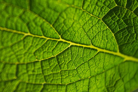 žalia, lapai, Gamta, augalai, tekstūros, lapų, žalios spalvos