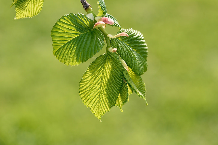 hanging elm, leaves, green, juicy, branch, spring, close