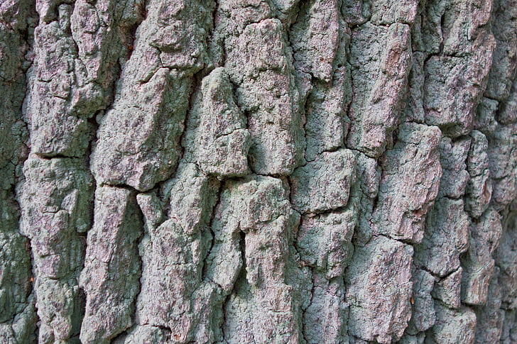 kulit, Poplar, pohon, log, suku