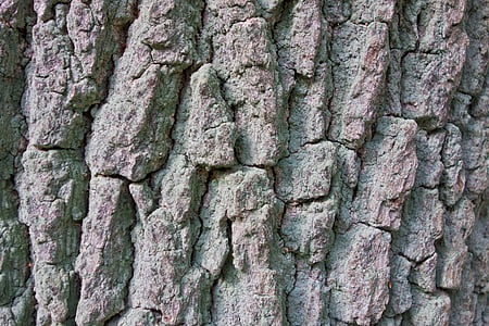 kulit, Poplar, pohon, log, suku
