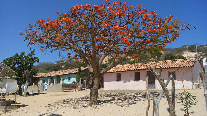 tree, flowers, nature