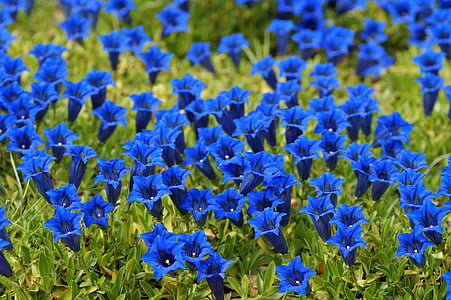 Genciāna, Alpu, kalna ziedu, zvans, veģetācija, zila, savvaļas augu