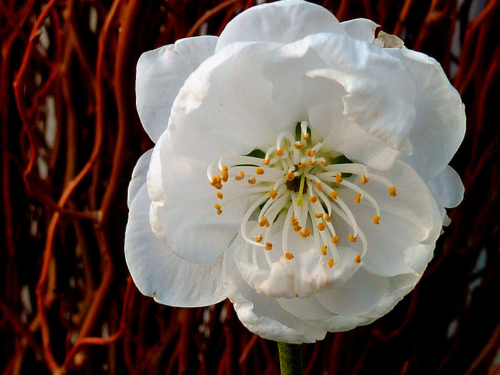 Blossom, Bloom, forår, haven, Lenz, marts, våd