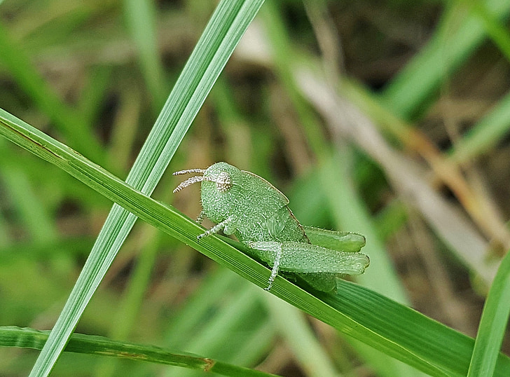 cavalletta, Ninfa, greenstriped grasshopper, insetto, Chiuda in su, piccolo, verde