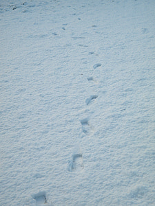snow, footprints, path, white, cold, peace, nevada