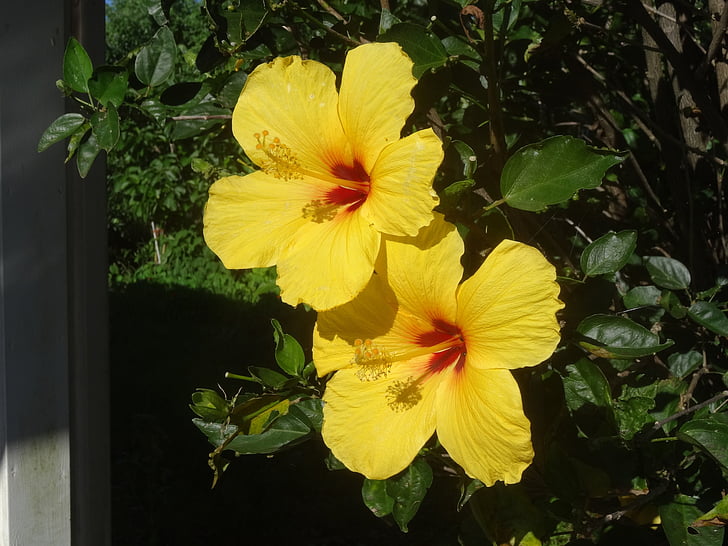 hibisc, flors, flor del hibisc:, malví, groc, Hawaii, segell