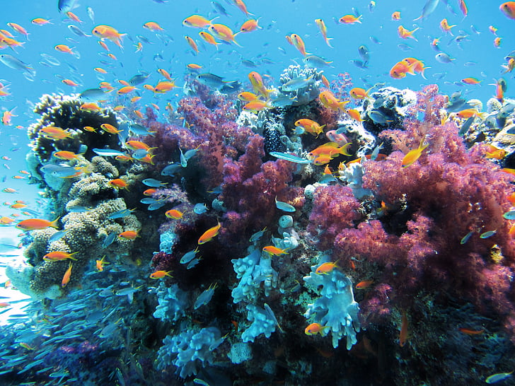 underwater, sea, fish, coral, nature, reef, animal