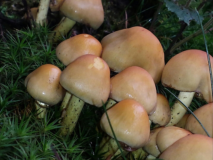 gljive, jesen, šuma, priroda, gljiva, hrana, gljiva