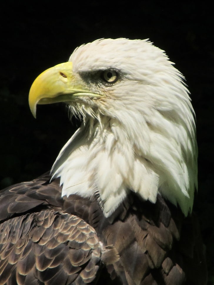 Bald eagle, aizvērties, putns, savvaļas dzīvnieki, portrets, vadītājs, knābis
