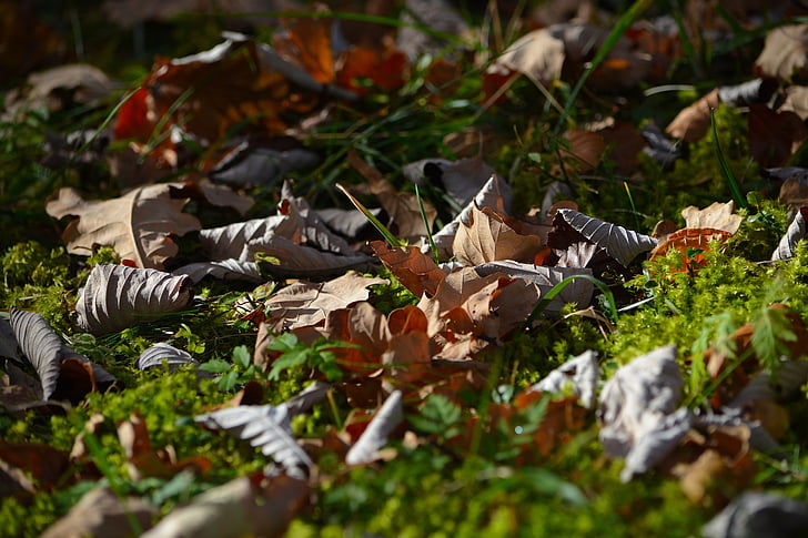 foglie, prato, natura, pavimento della foresta, autunno