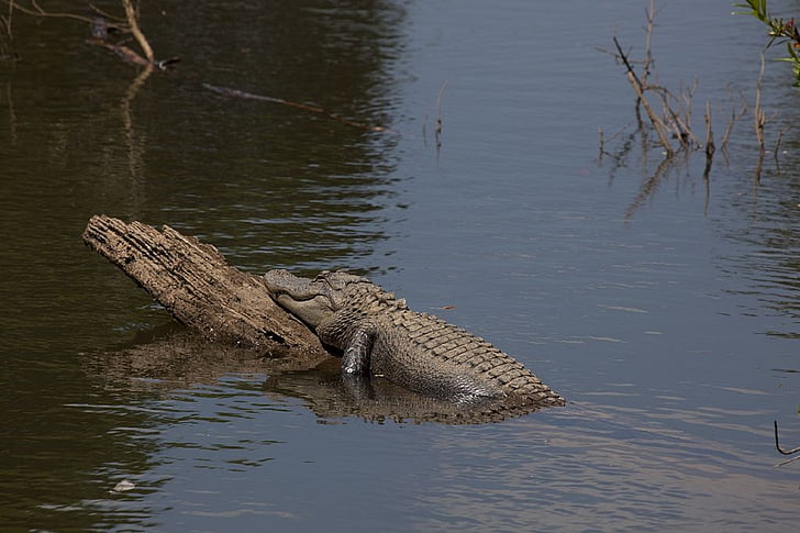 alligator, log, water, sunning, reptile, swamp, wildlife