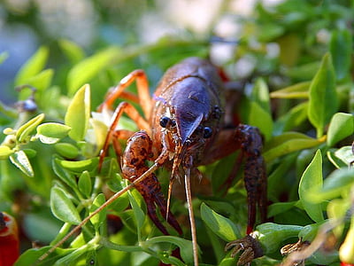 crayfish, crawdads, crawfish, lobsters, crabs, animals, fauna