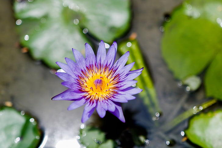 flower, water flower, water lily, fresh, water, natural, blossom