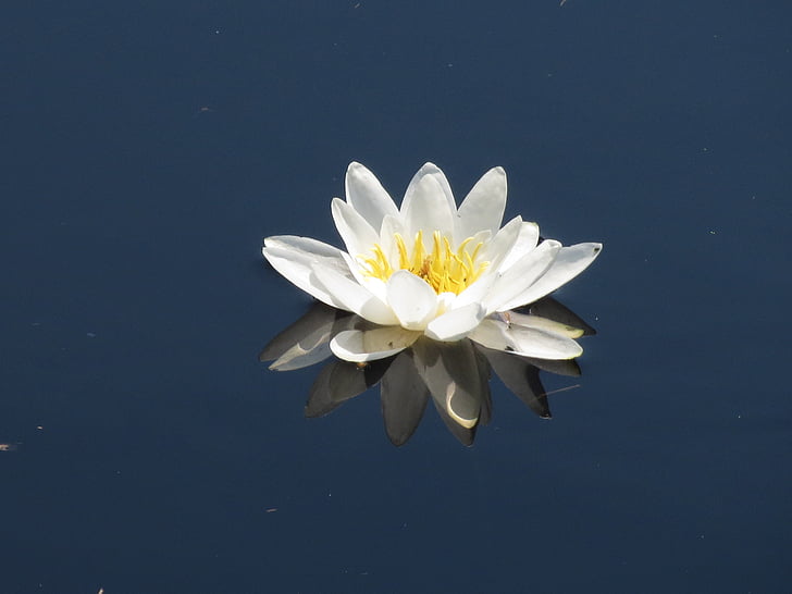 water flower, flower, nature, green, lily, water Lily, pond