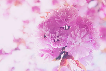 Bloom, Blossom, világos, Flóra, virágok, makró, rózsaszín