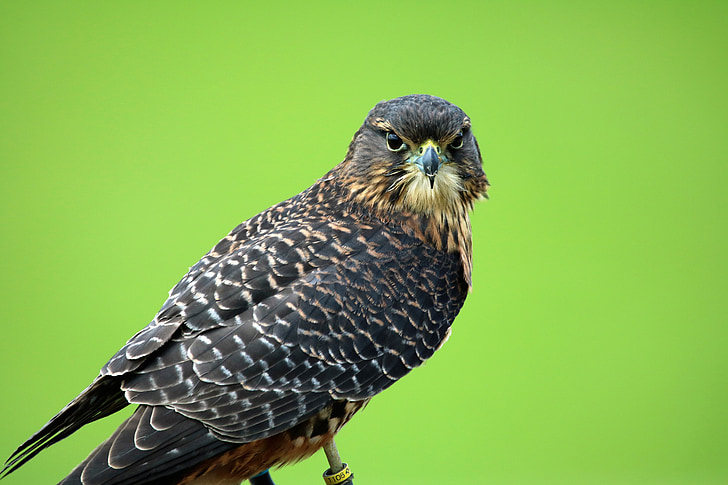 new zealand falcon, bird of prey, hawk, bird, beak, falcon, falconry