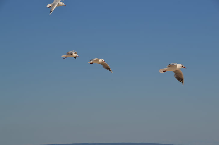 gulls, birds, sky, fly, bird, nature, flying