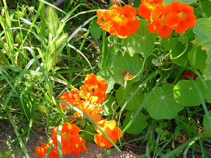 Nasturtium, plant, gras, Oranje, bloemen, natuur