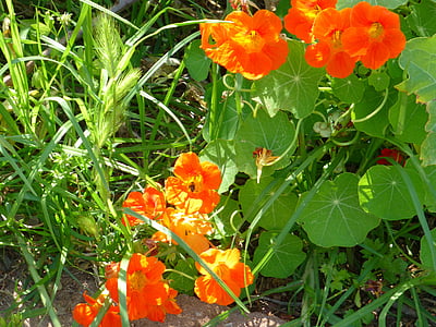 Nasturtium, Anläggningen, gräs, Orange, blommor, naturen