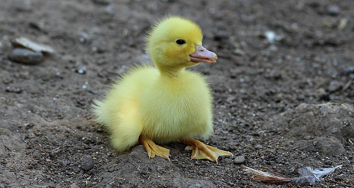 ลูกเป็ด, นก, สีเหลือง, หนานุ่ม, ไก่, ขนาดเล็ก, น่ารัก
