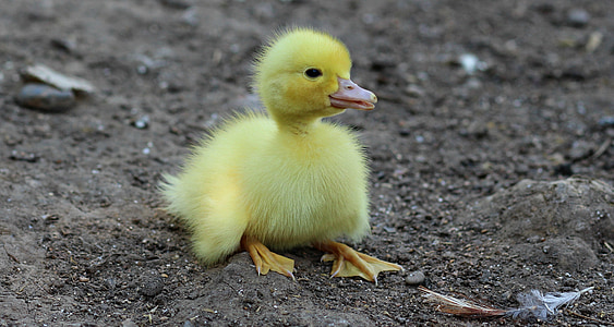 aneguet, ocells, groc, suau i esponjosa, pollastre, petit, valent