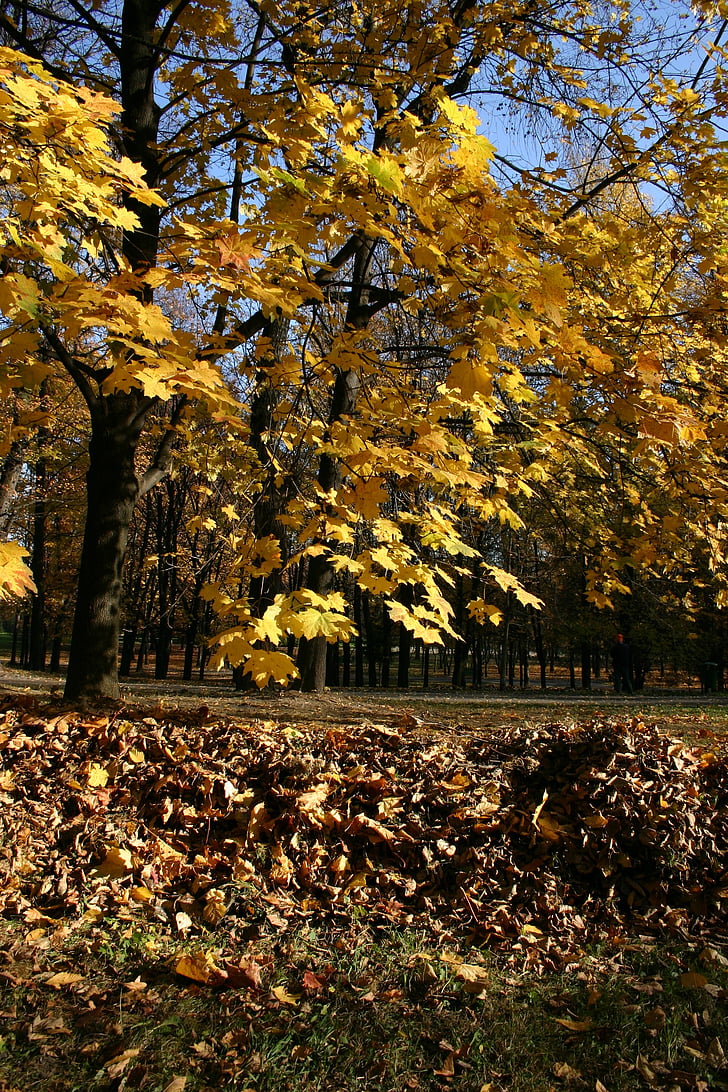 Parc, bosc, tardor, arbre, fullatge, octubre, natura