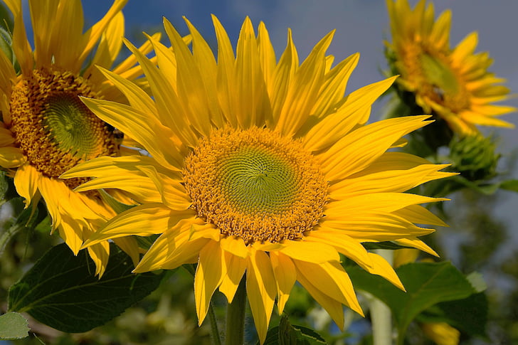 слънчоглед, жълто, блестящи, цвете, лято, Целта, семена