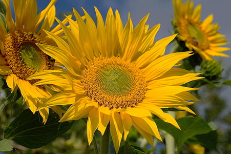 auringonkukka, keltainen, loistava, kukka, kesällä, tavoite, siemenet