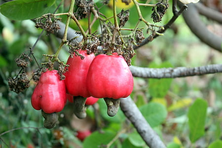 cashew, træ, plante, natur, mad, landbrug, rød
