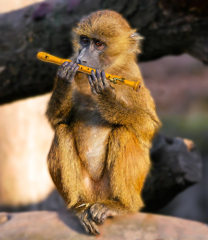 životinja, majmun, babun, glazbenik, flauta, majmunica, glazba