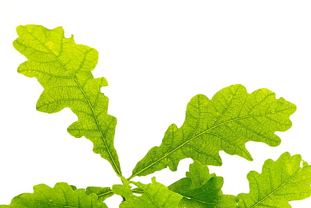 листа, Грийн, дъбови листа, структура на листа, дърво листа, листа вени, buchengewaechs