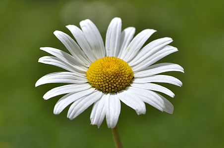 Marguerite, bunga, tanaman, putih, padang rumput margerite, makro, Blossom