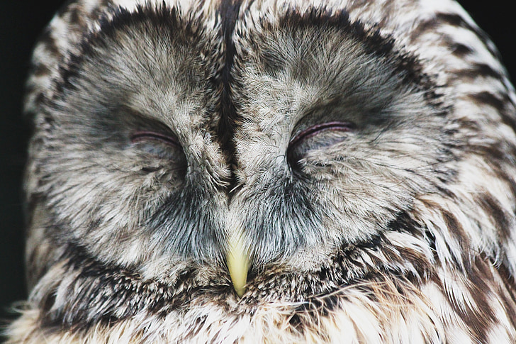 Owl, con chim, ngủ, mỏ, đầu đĩa, kế hoạch krupnyj, lông chủng tộc