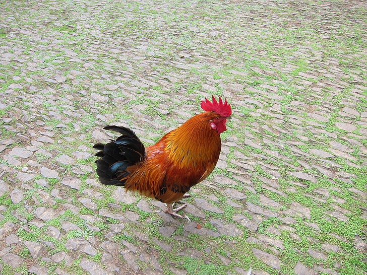 rooster, bird, farm, poultry, domestic, poultry farming