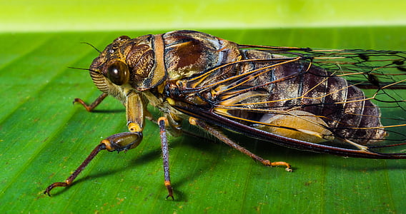 dier, cicade, sluiten, Hopper, insect, nieuw insect, natuur