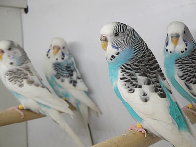 cage, parakeet, pets, pet, bird, small parrot, plumage