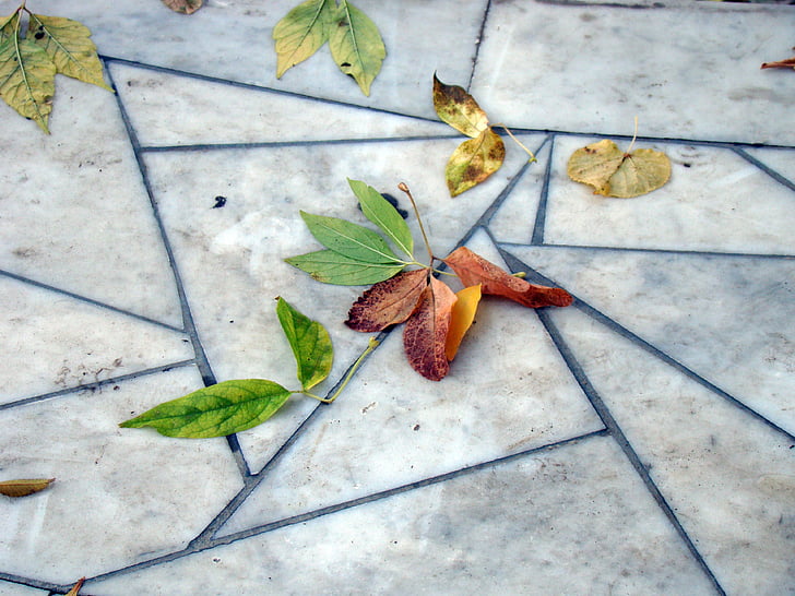 leaves, autumn, pavement, marble slabs, pattern